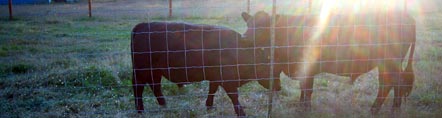 Naturally raised, grassfed and grain supplemented Lowline Angus meat availalbe for sale in Arlington, Washington