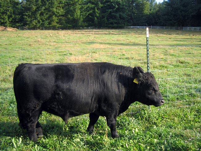 Lowline Angus Cattle at The Darn Good Farm