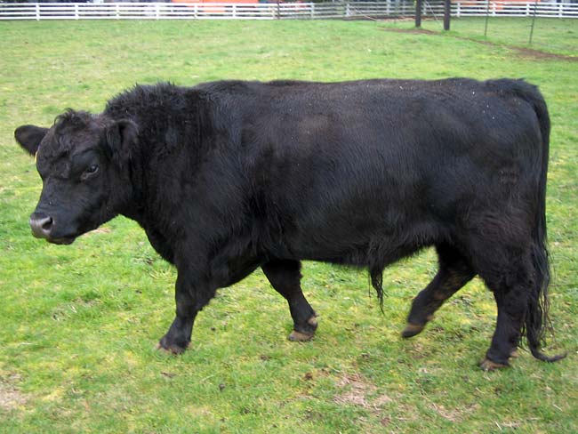 Lowline Angus Cattle at The Darn Good Farm